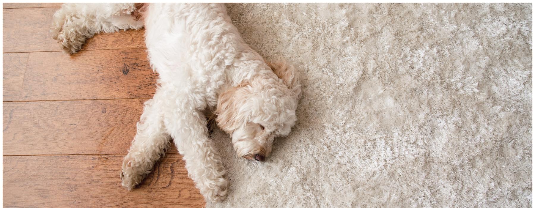 a dog lying on a rug